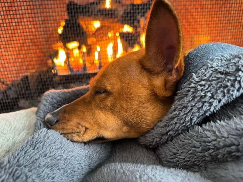 Basenji