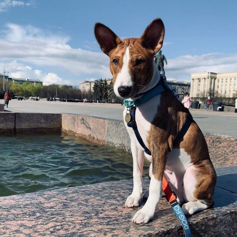 Basenji