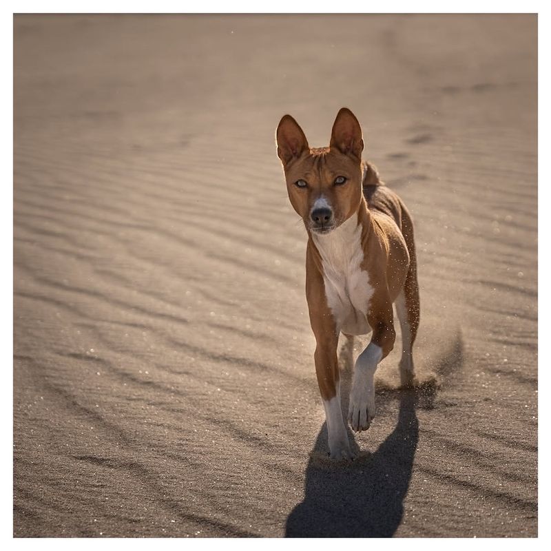 Basenji