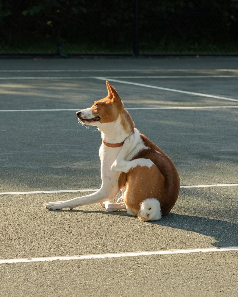 Basenji