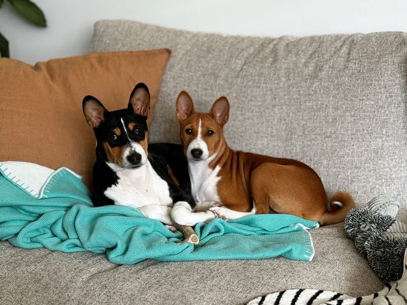 Basenji