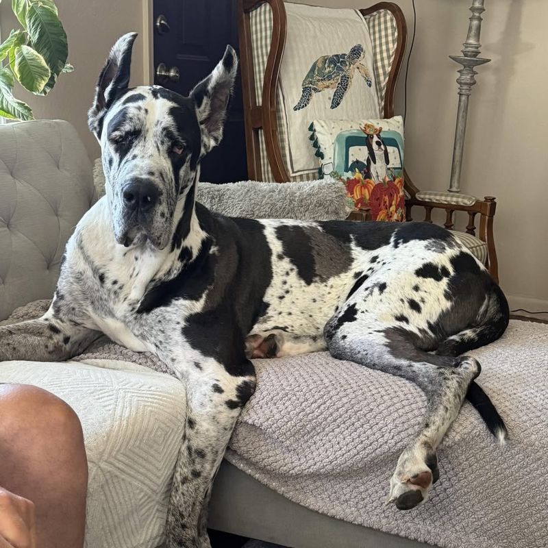 Great Dane