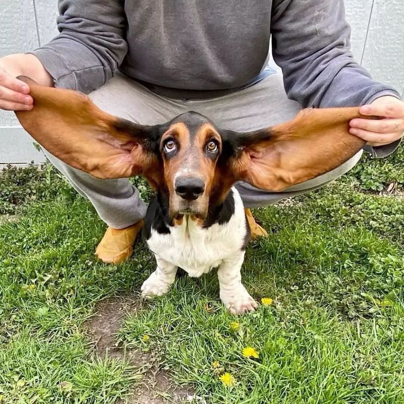 Basset Hound