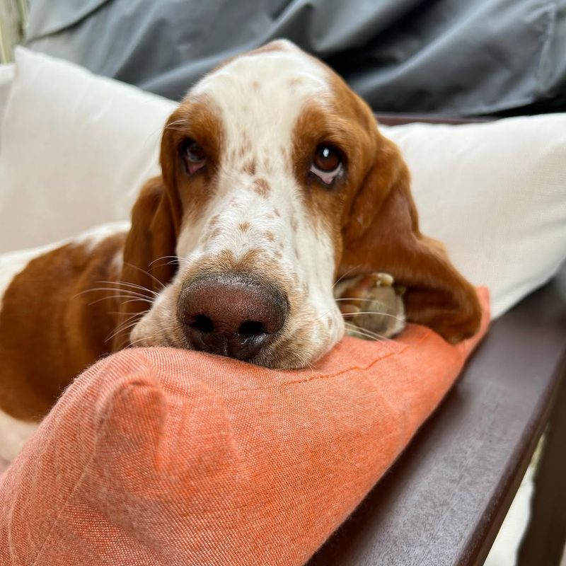 Basset Hound