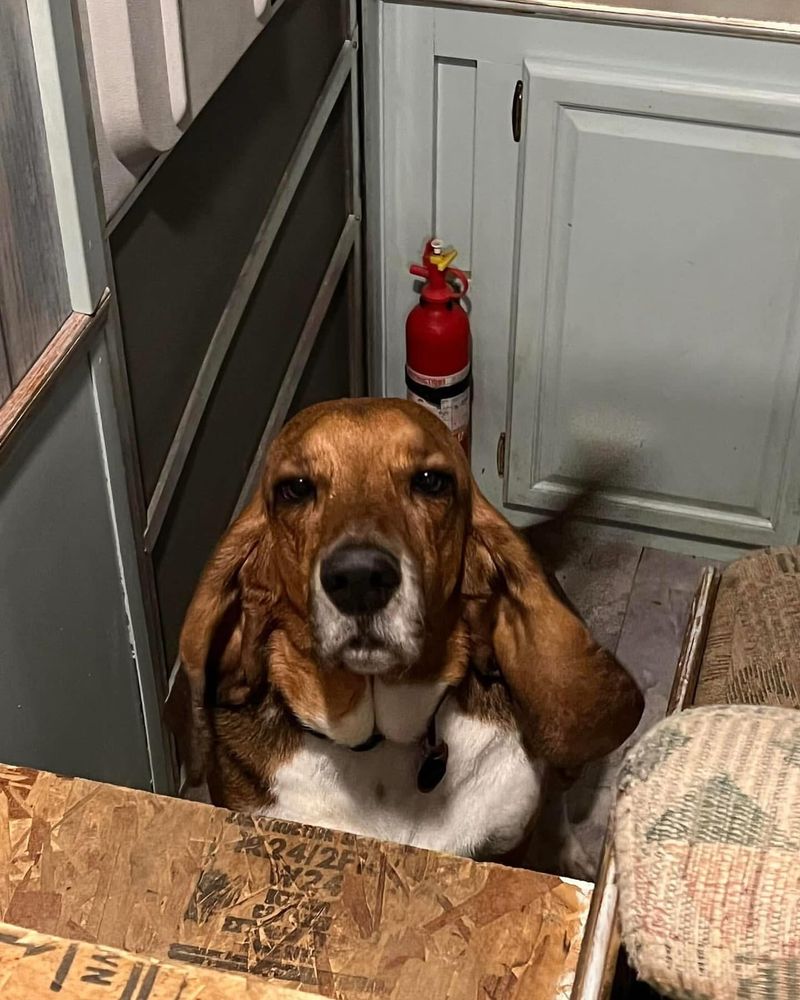 Basset Hound