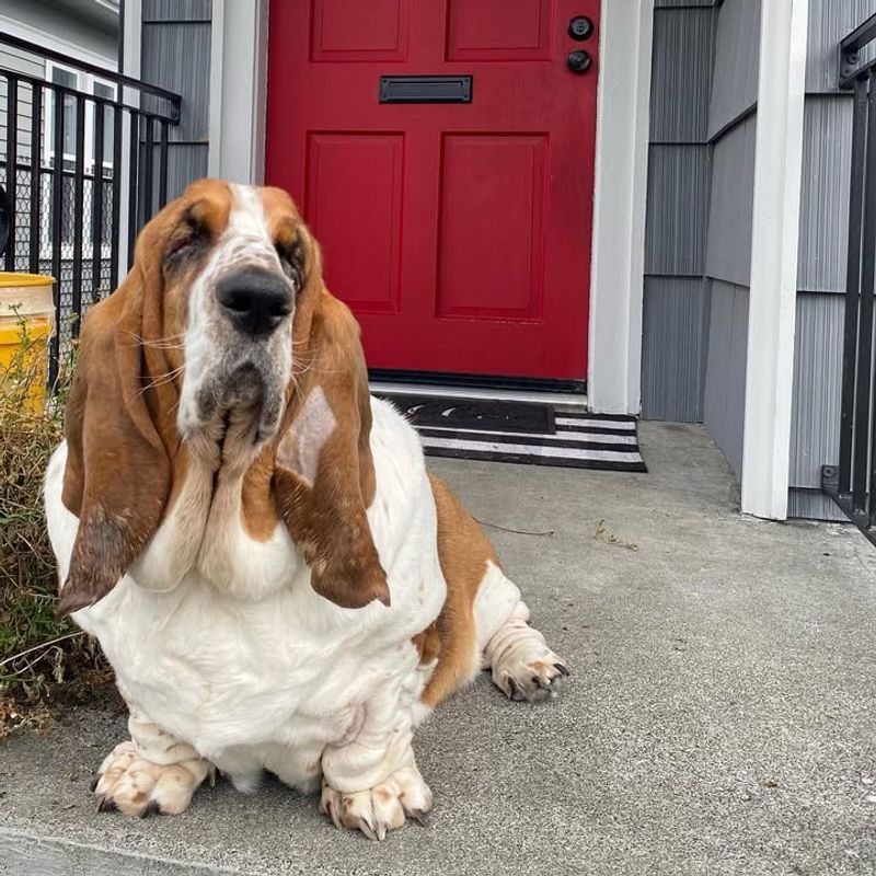 Basset Hound