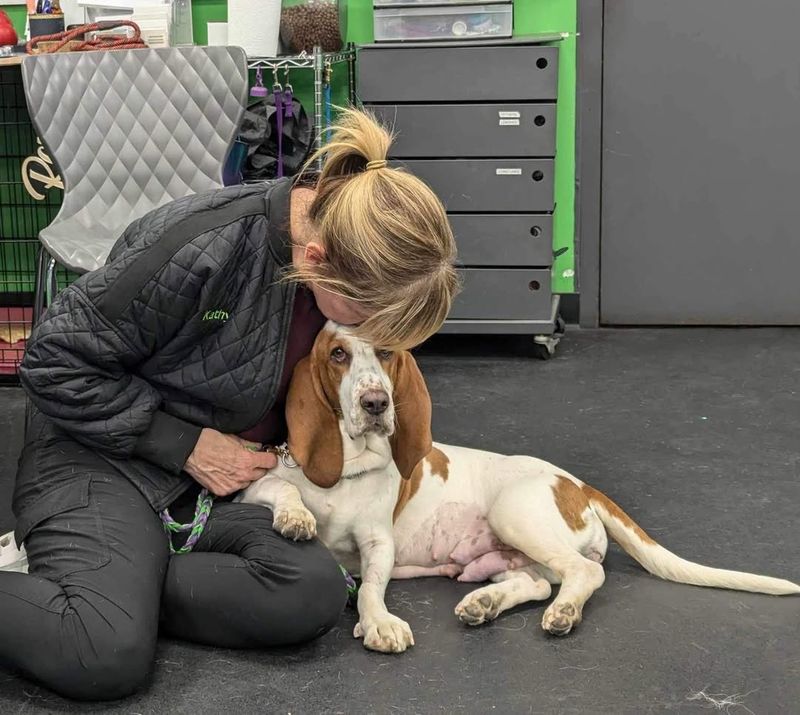 Basset Hound