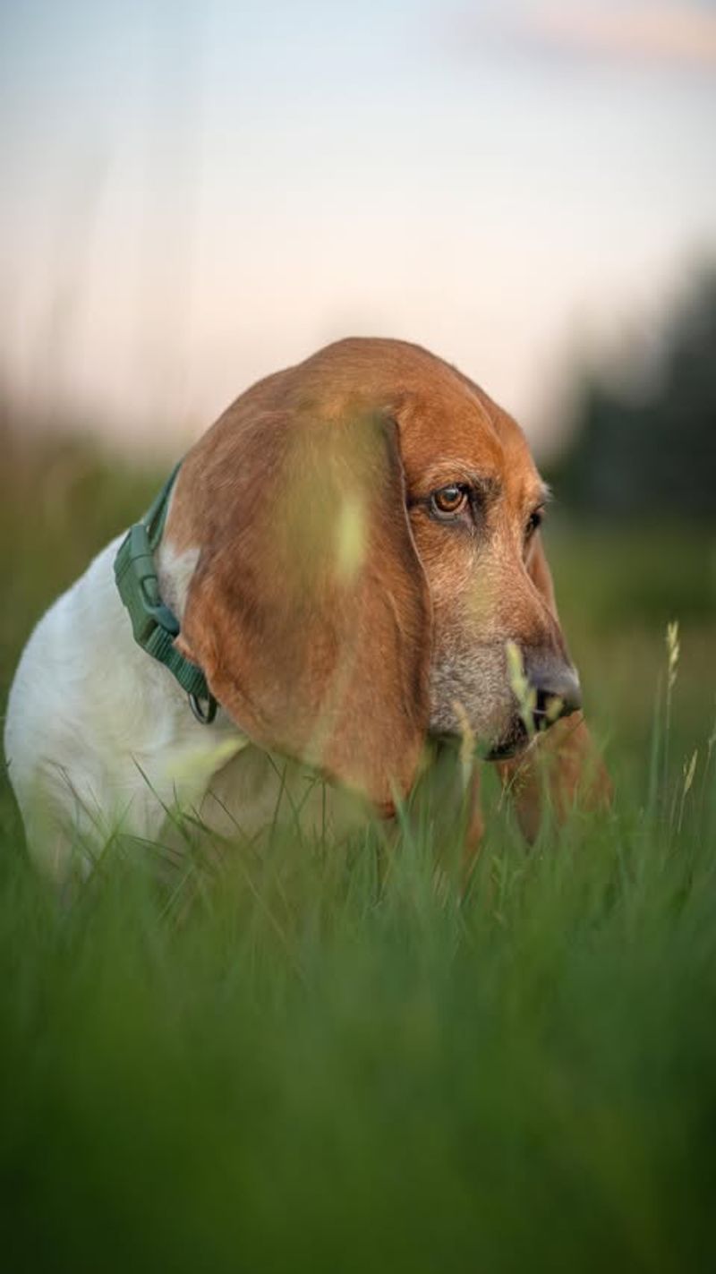 Basset Hound