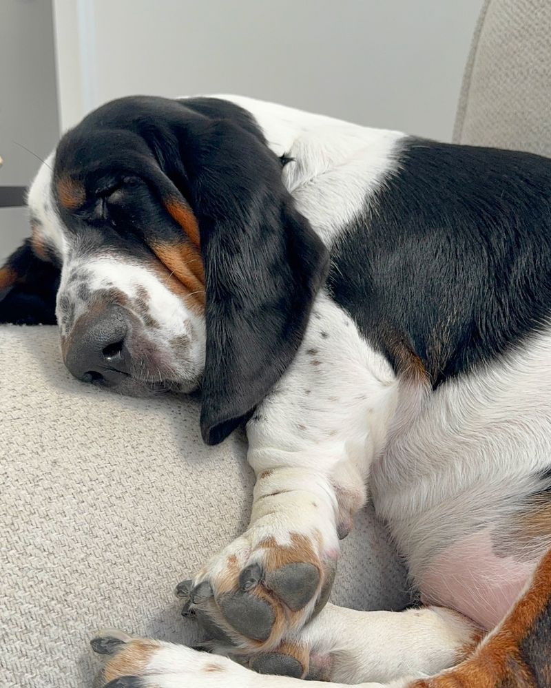 Basset Hound