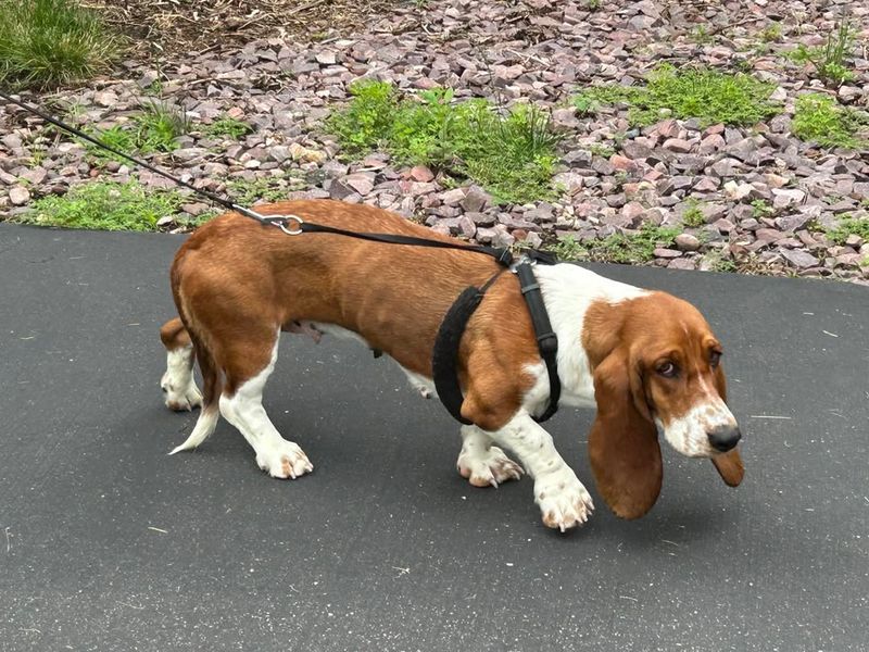 Basset Hound