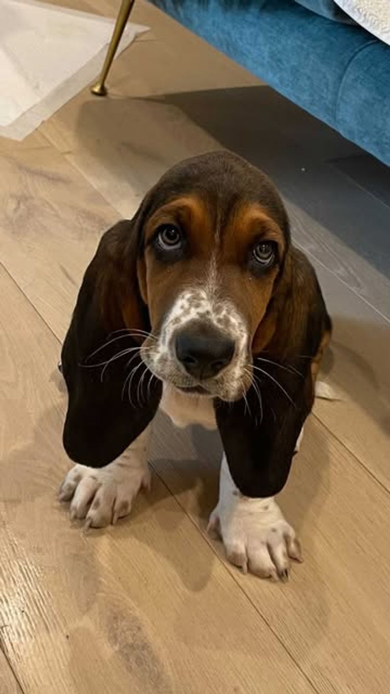 Basset Hound