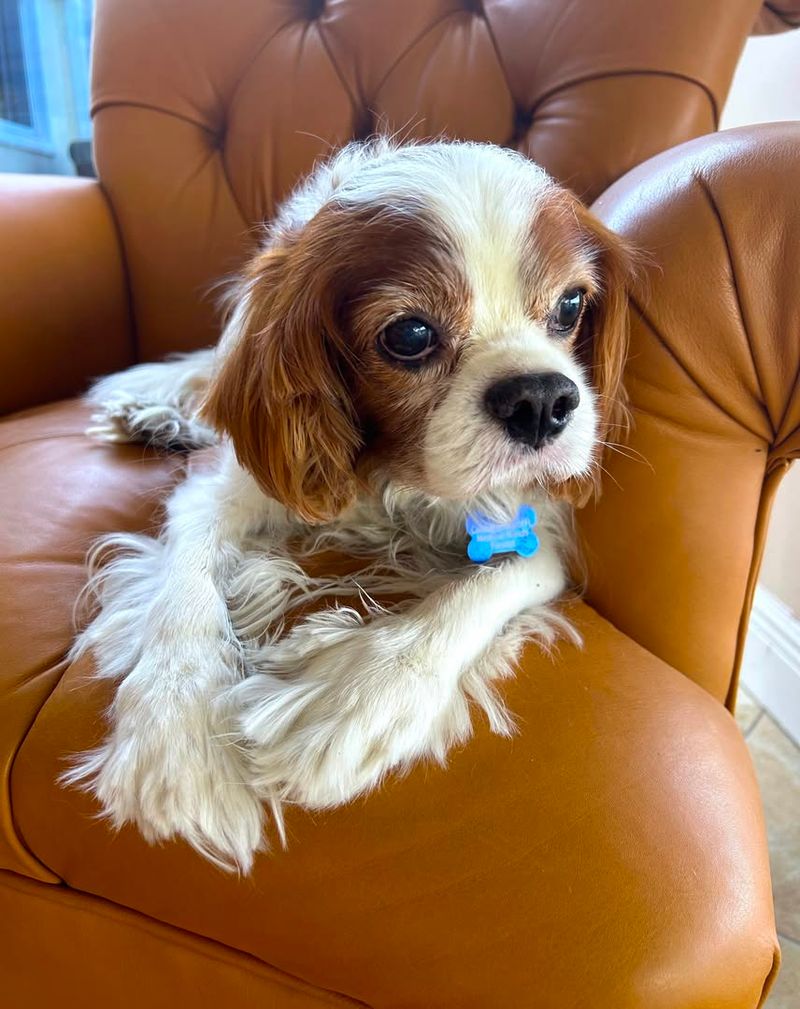 Cavalier King Charles Spaniel