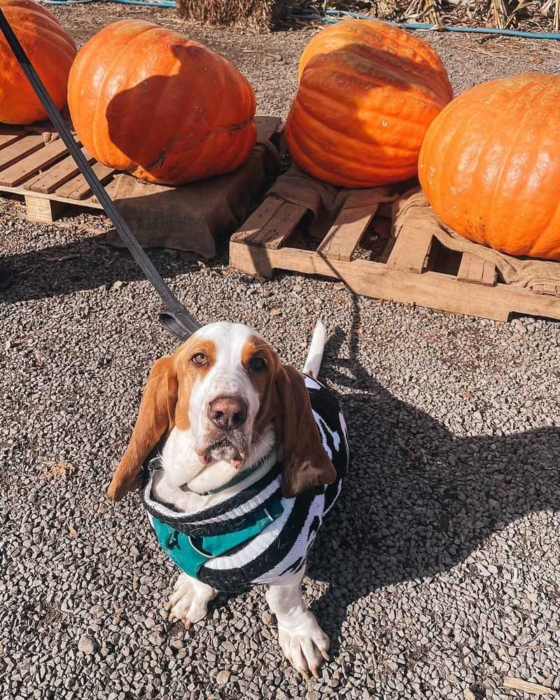 Basset Hound