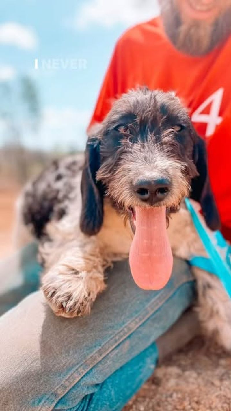 Bassetoodle