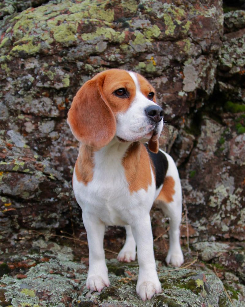Beagle