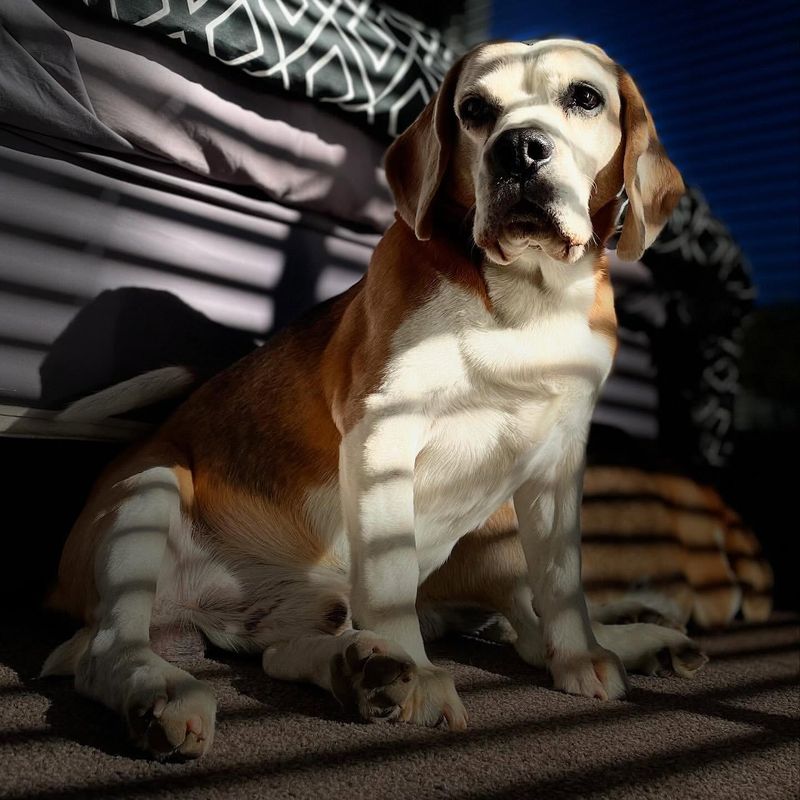 Beagle