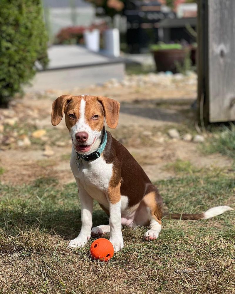 Beagle