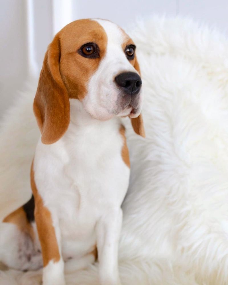 Beagle