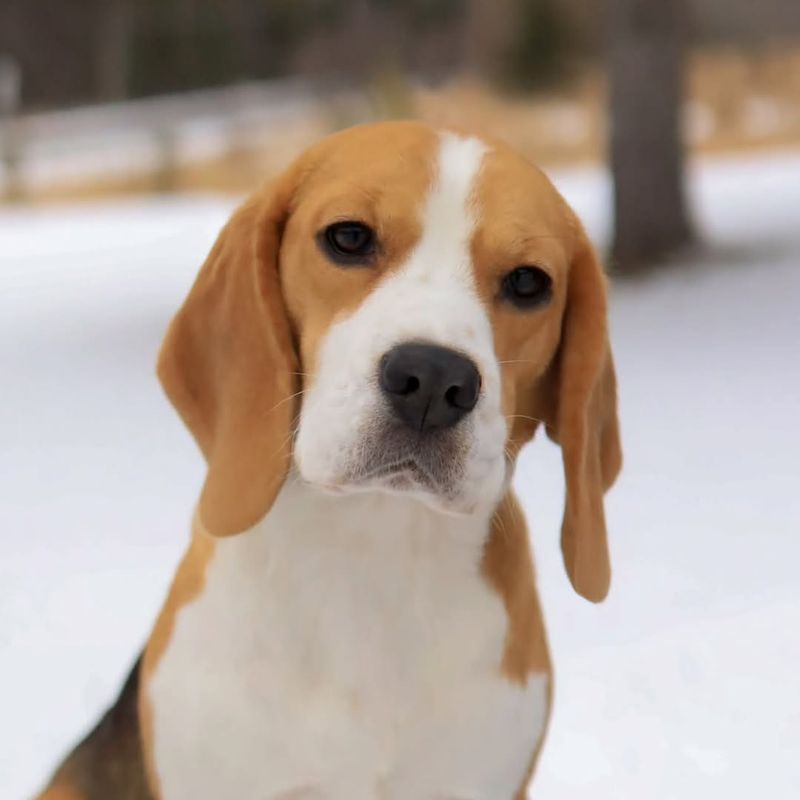 Beagle