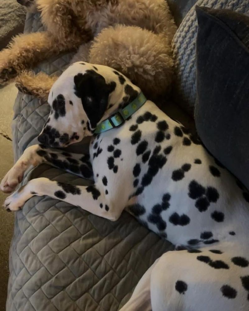 Dalmatian