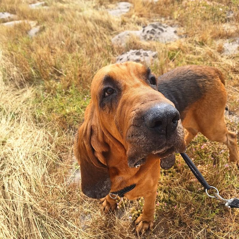 Bloodhound