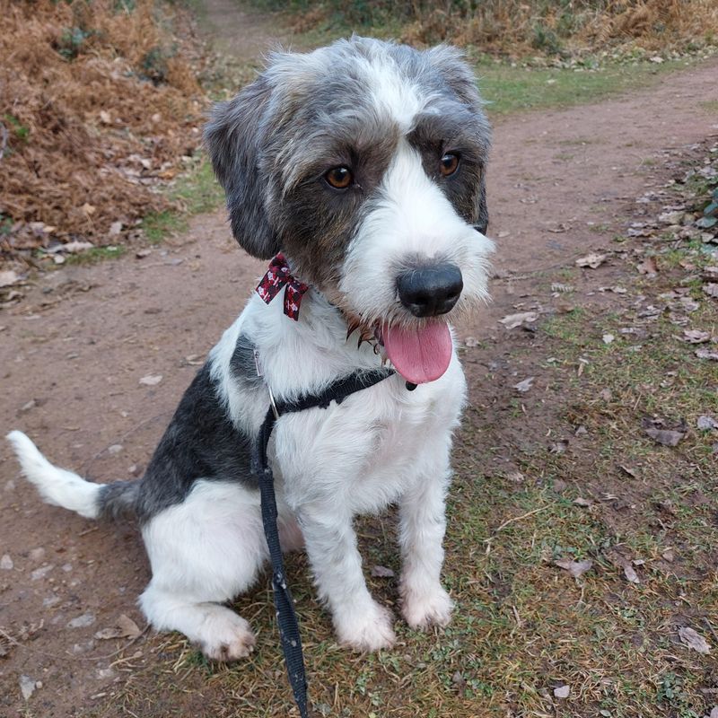 Beagledoodle