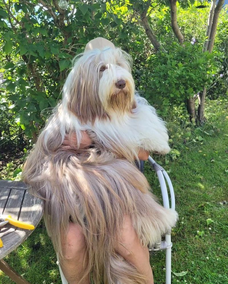 Bearded Collie