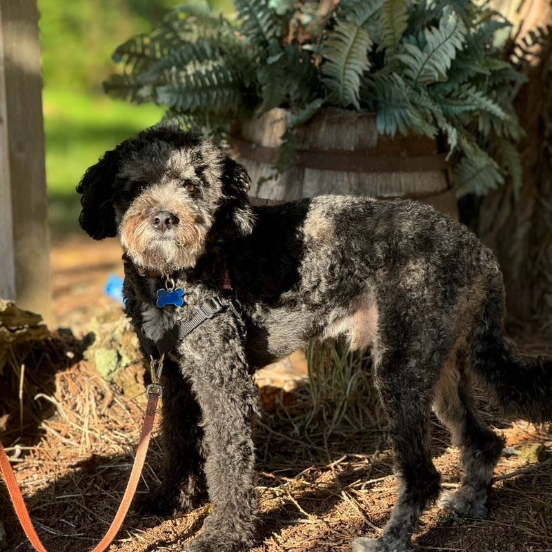 Bedlington Terrier Mini