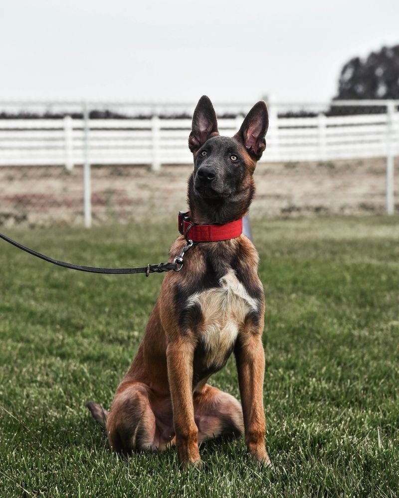 Belgian Malinois