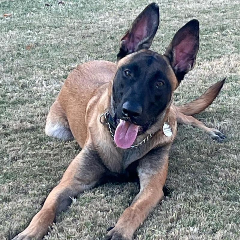 Belgian Malinois