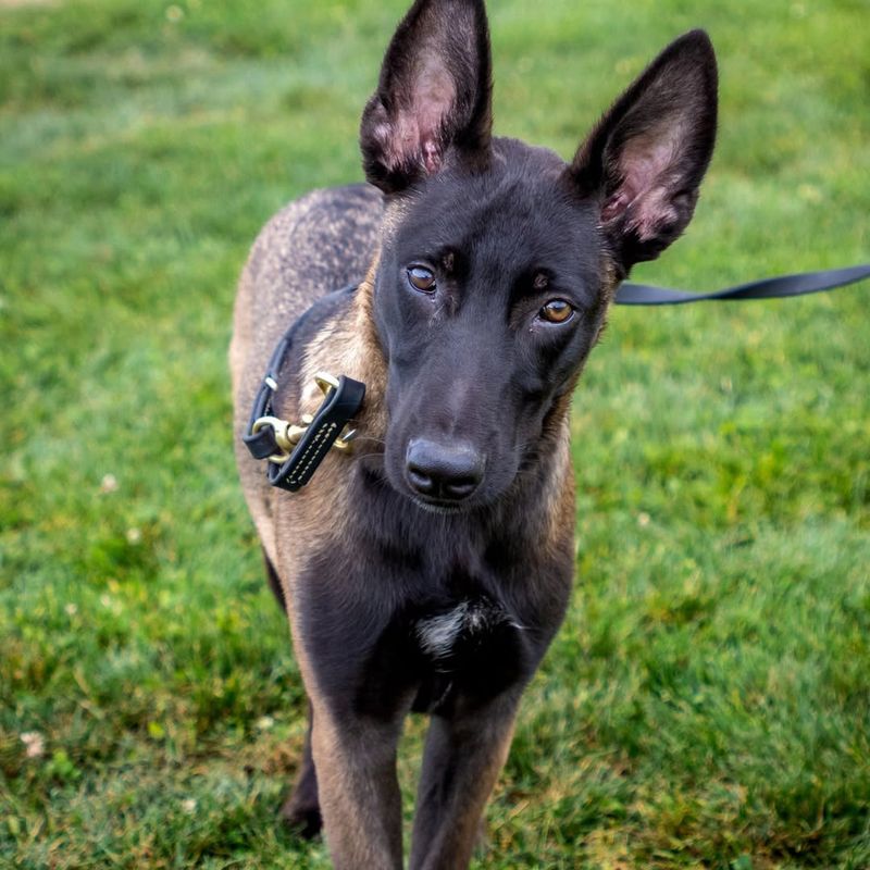 Belgian Malinois