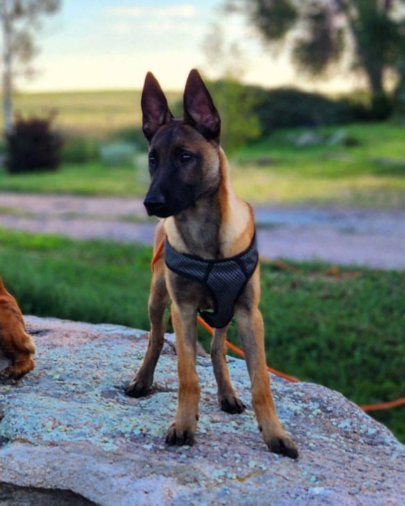 Belgian Malinois