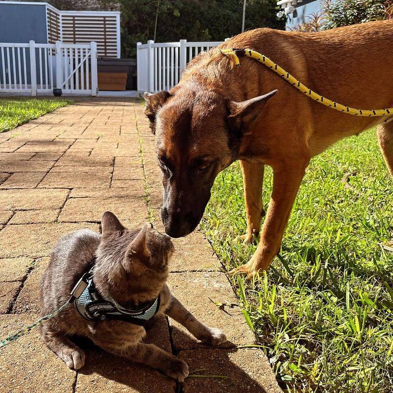 Belgian Malinois