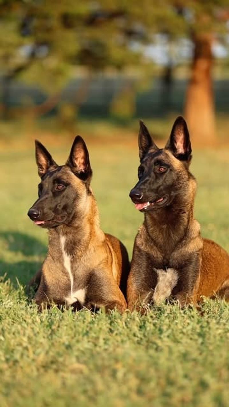 Belgian Malinois