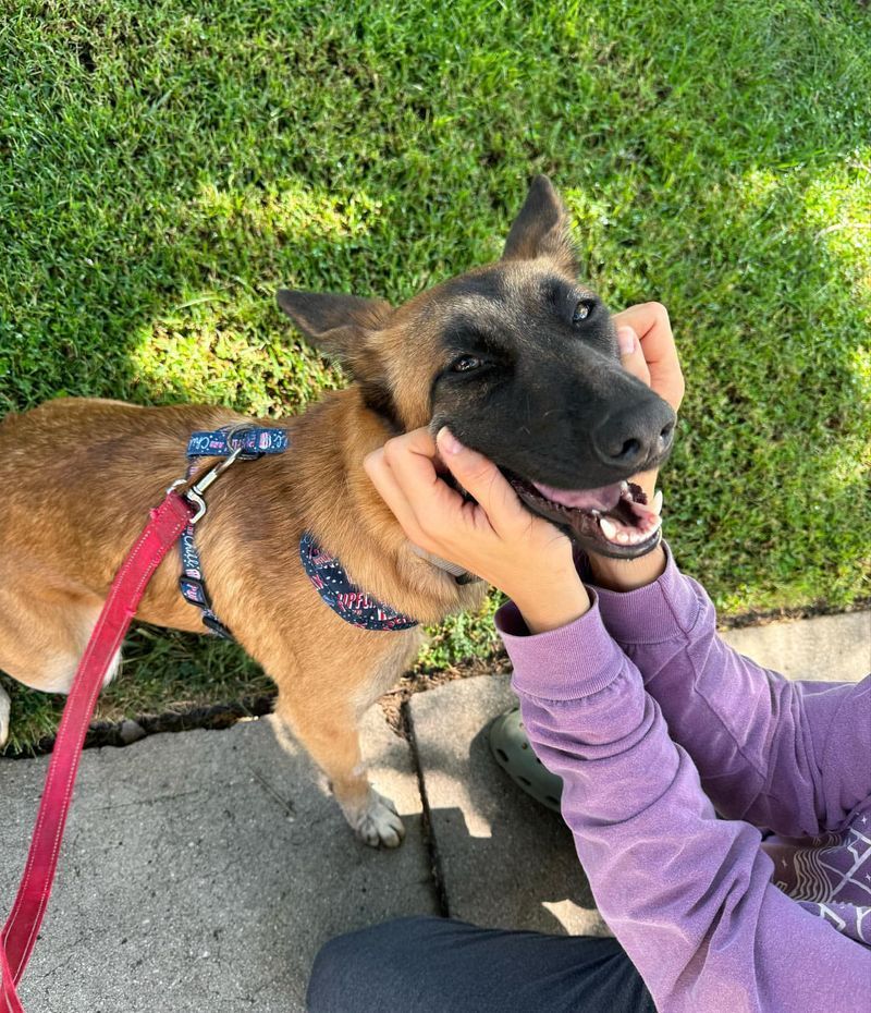 Belgian Malinois