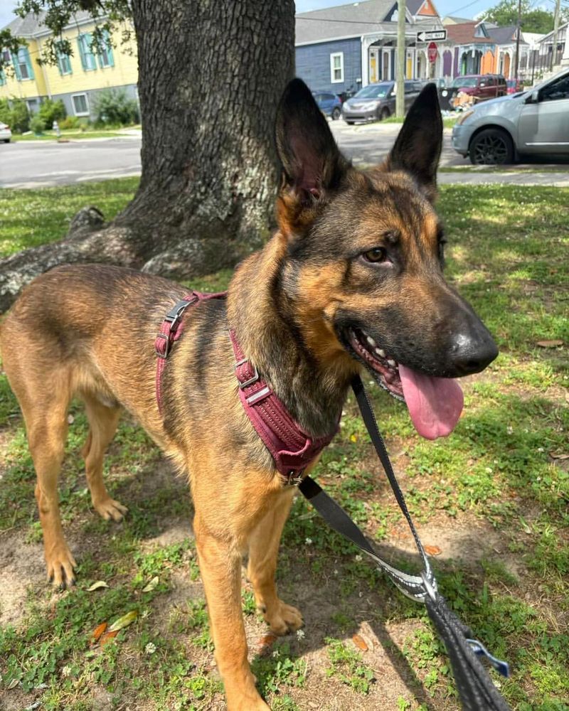 Belgian Malinois