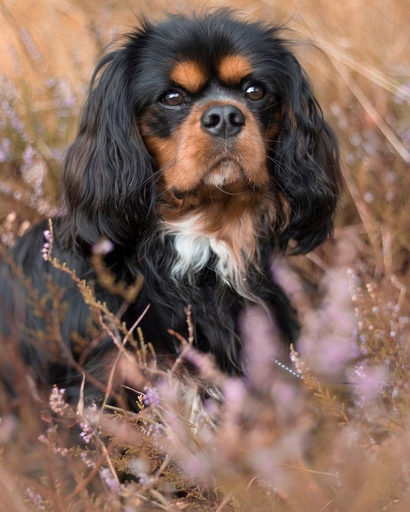 Cavalier King Charles Spaniel