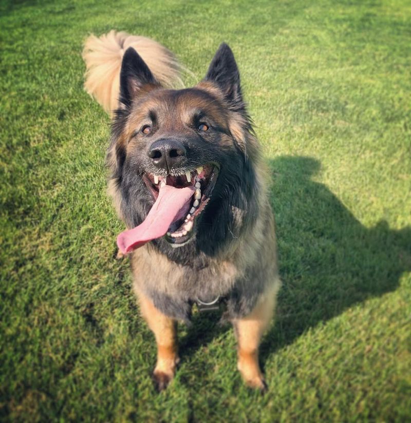 Belgian Tervuren