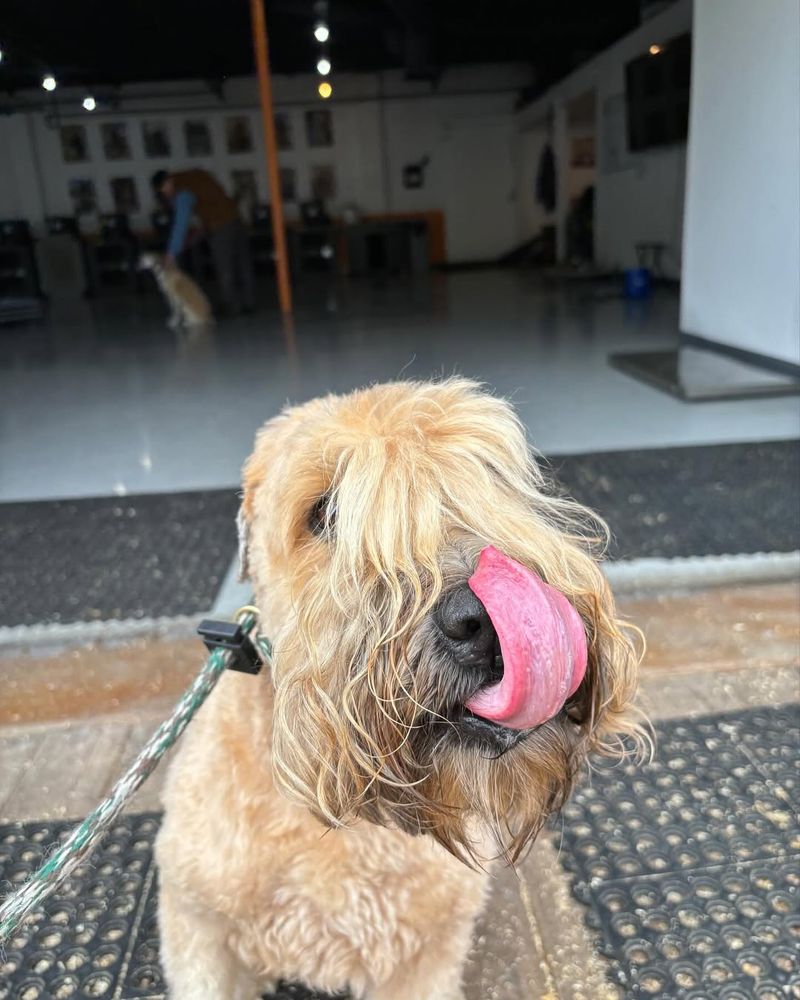 Soft Coated Wheaten Terrier