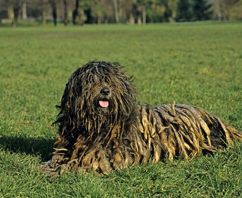 Bergamasco Sheepdog