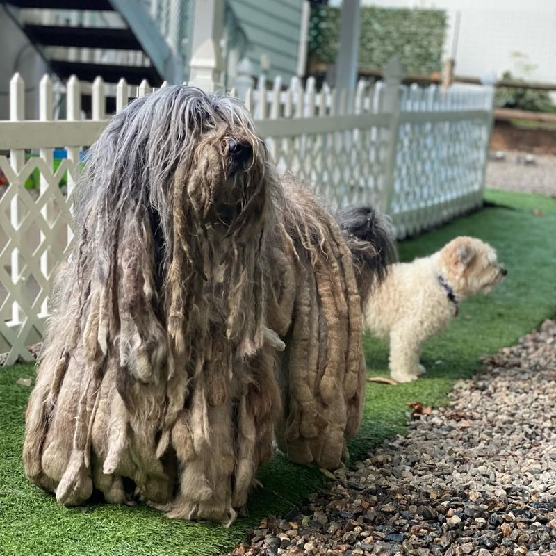 Bergamasco Shepherd