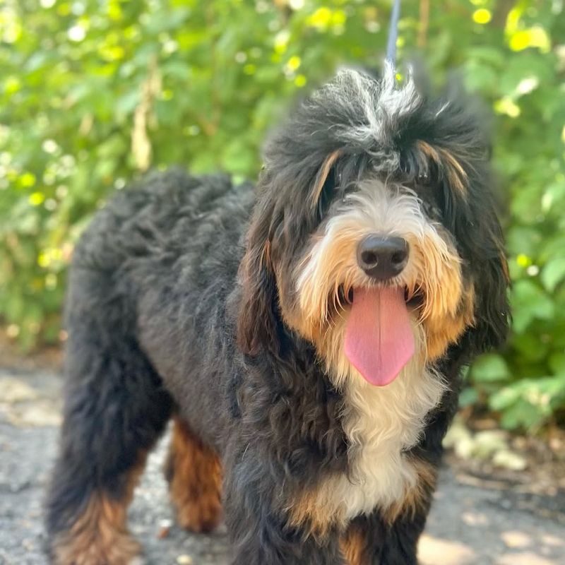 Bernedoodle