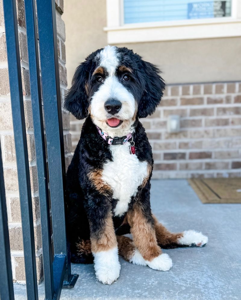 Bernedoodle