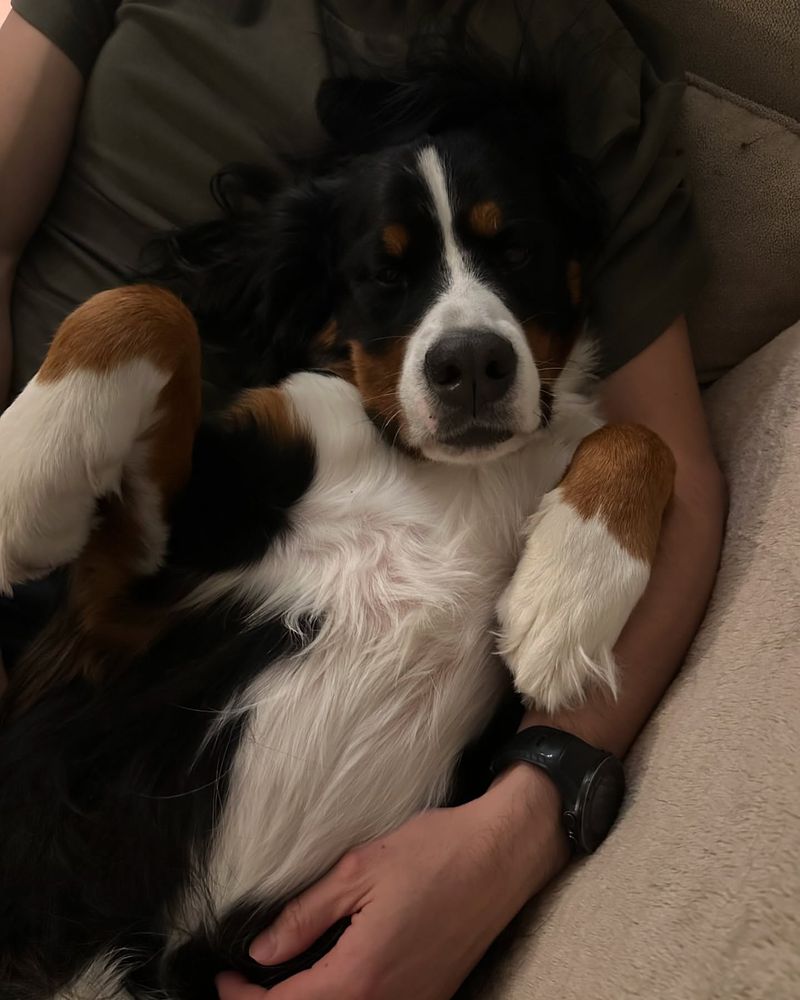 Bernese Mountain Dog