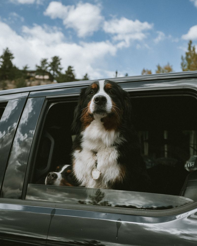 Bernese Mountain Dog