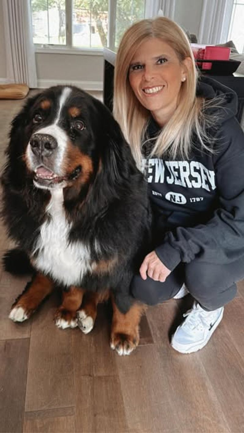 Bernese Mountain Dog