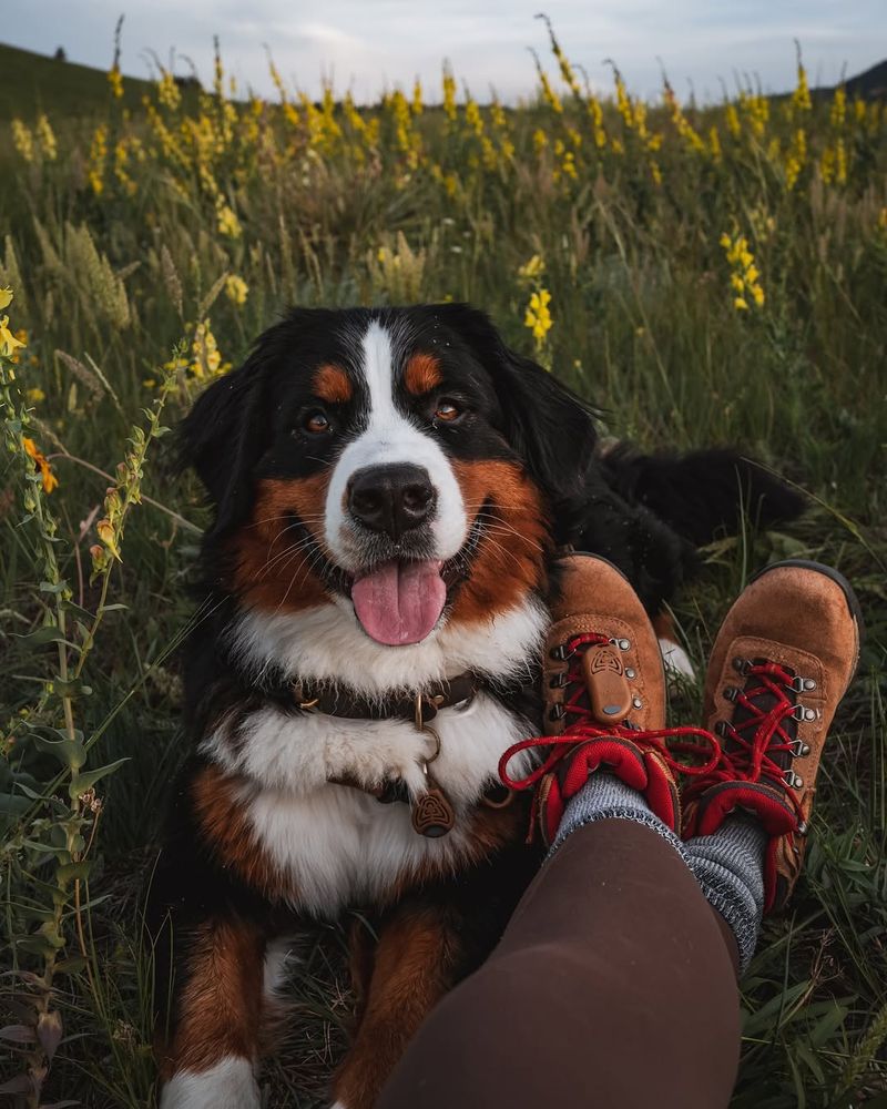 Bernese Mountain Dog