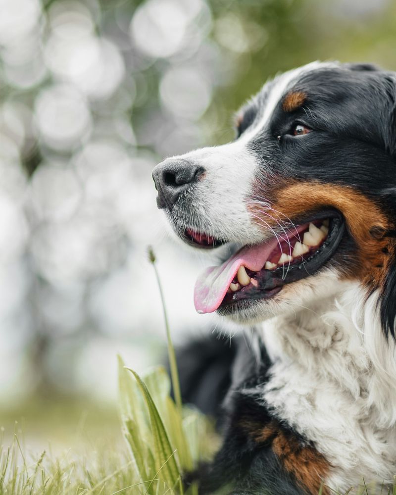 Bernese Mountain Dog