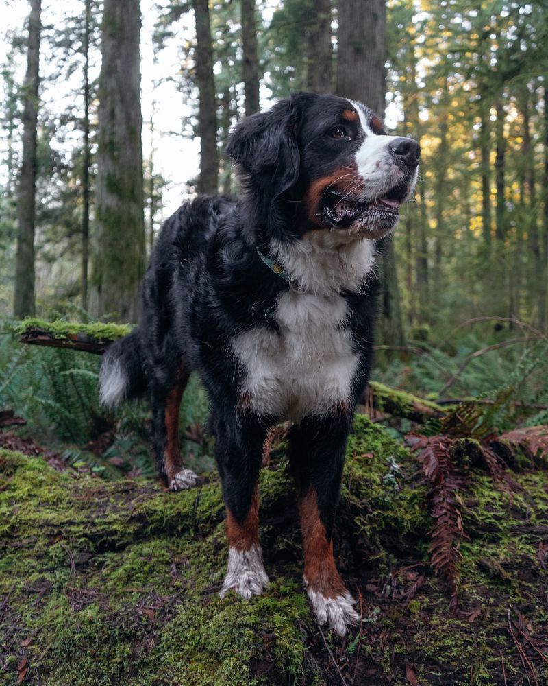 Bernese Mountain Dog