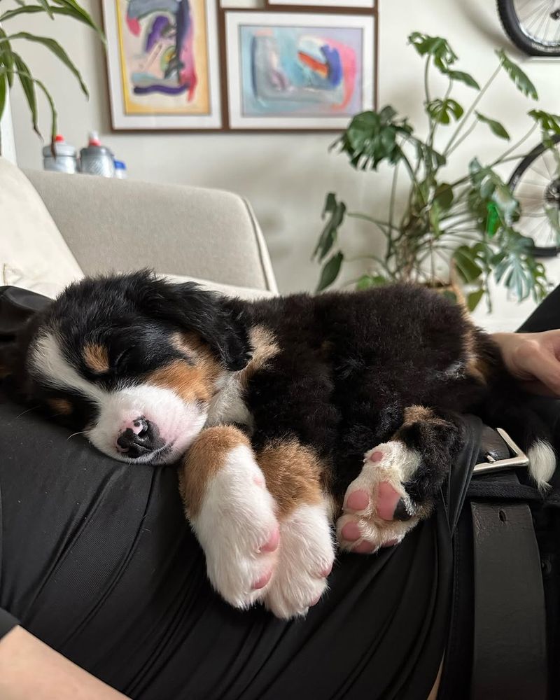 Bernese Mountain Dog